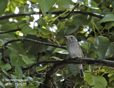 Spotted Flycatcher nesting at home, under our front porch.