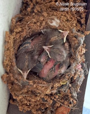 Spotted Flycatcher nesting at home, under our front porch.
