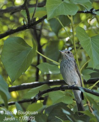 1479-Adult near the nest.