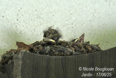 1468-Heads are starting to appear. We can see three beaks. 