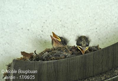 1475-Heads are starting to appear. The weather is hot today, they need air.