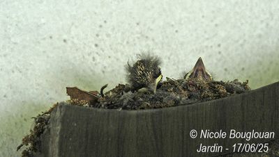1477-Heads are starting to appear. A little nap !