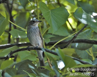 Spotted Flycatcher nesting at home, under our front porch.