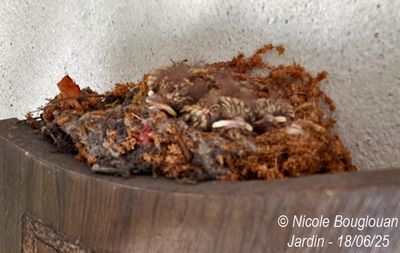 125448-Resting in the nest.