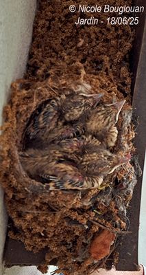 125602-The feathers are clearly visible.