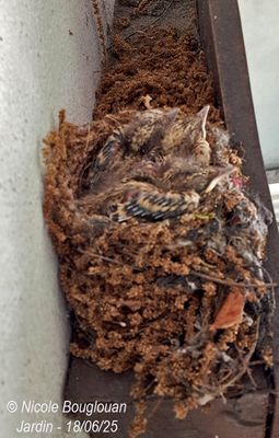 Spotted Flycatcher nesting at home, under our front porch.
