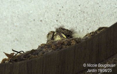 1481-Chicks in the nest looking for some fresh air