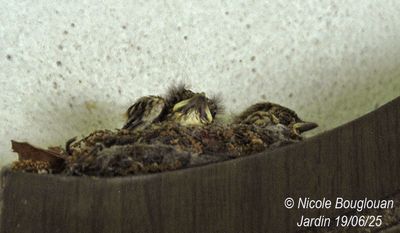 1482-Chicks in the nest looking for some fresh air.