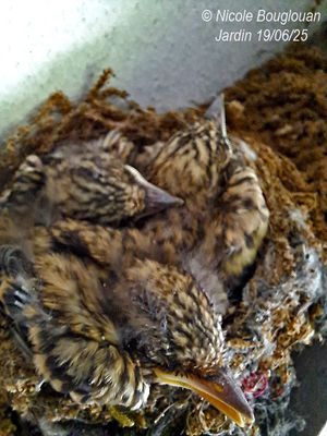 160432-The nest is definitely too small !