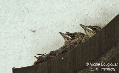1487-Three small, well-aligned beaks, and the eyes are wide open.