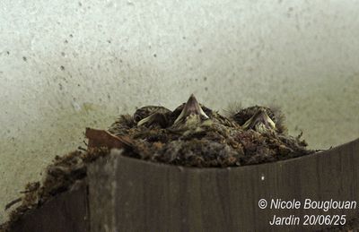 1490-Three small, well-aligned beaks