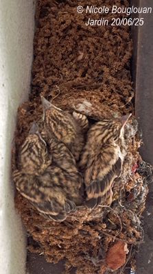 Spotted Flycatcher nesting at home, under our front porch.