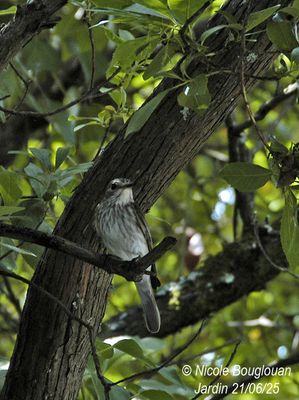 1499-Adult near the nest.