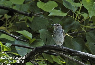 1497-Adult near the nest.