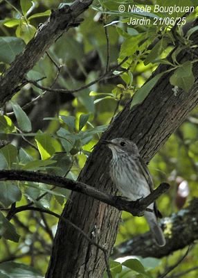 1500-Adult near the nest.