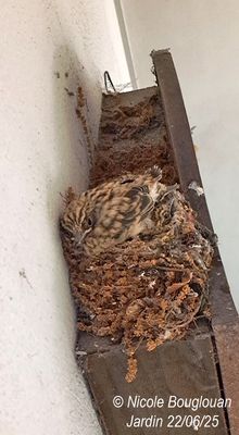 083717-Chicks at nest.