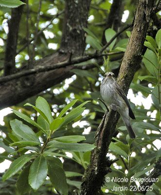 1539-Adult in the surrounding of the nest-site.