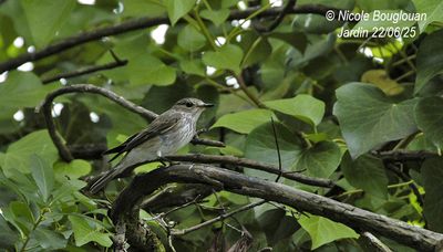 1544-Adult watching over the chicks.