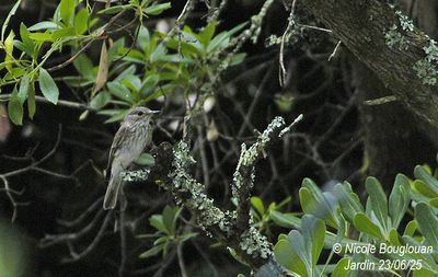 1576-Adult near the nest.