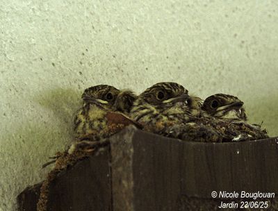 1563-Chicks waiting for food. They are very attentive.