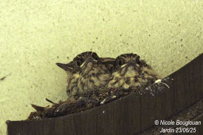 1553-Chicks waiting for food.