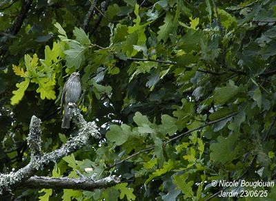 1570-The adult remains in visual contact with both nest and chicks.