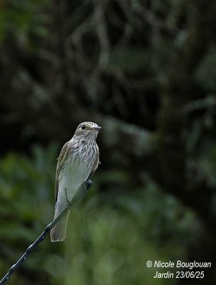 1575-One is very present while the other hunts for insects.