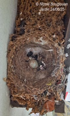 Spotted Flycatcher nesting at home, under our front porch.