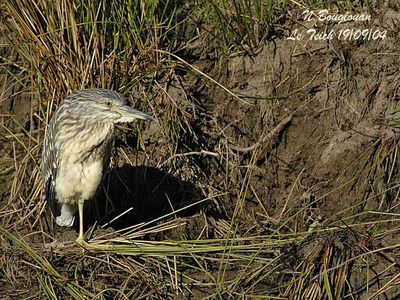 B-C-NIGHT-HERON juvenile