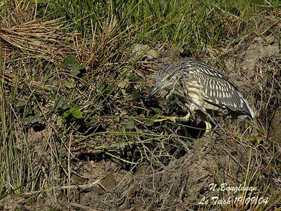 B-C-NIGHT-HERON juvenile