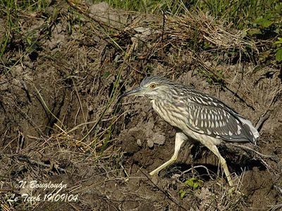 B-C-NIGHT-HERON juvenile
