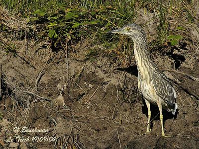 B-C-NIGHT-HERON juvenile