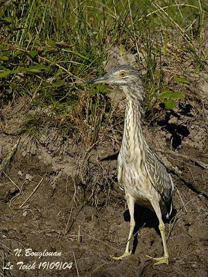 B-C-NIGHT-HERON juvenile