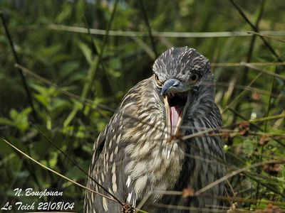 BLACK-CROWNED-NIGHT-HERON - NYCTICORAX NYCTICORAX - BIHOREAU GRIS