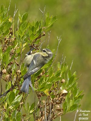 BLUE-TIT Juvenile
