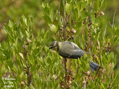 BLUE-TIT Juvenile