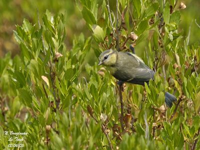 BLUE-TIT Juvenile