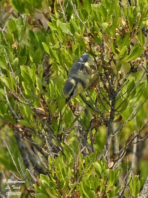 BLUE-TIT Juvenile