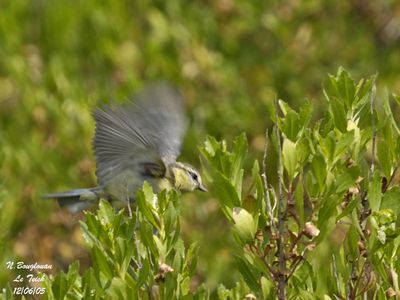BLUE TIT - CYANISTES CAERULEUS - MESANGE BLEUE