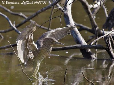 BLACK-CROWNED-NIGHT-HERON - NYCTICORAX NYCTICORAX - BIHOREAU GRIS