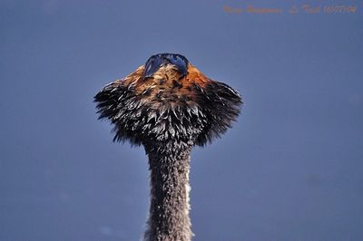 GREAT CRESTED GREBE - PODICEPS CRISTATUS - GREBE HUPPE