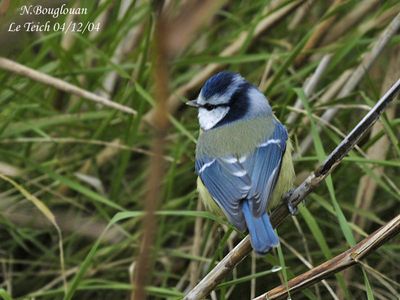 BLUE-TIT