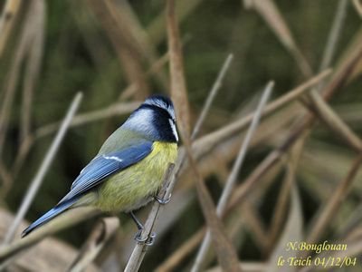 BLUE TIT - CYANISTES CAERULEUS - MESANGE BLEUE