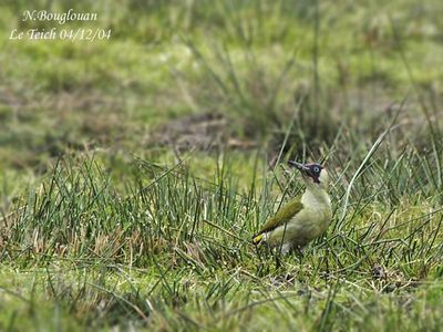 EUROPEAN GREEN WOODPECKER - PICUS VIRIDIS - PIC VERT