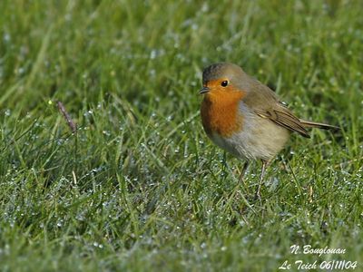 EUROPEAN ROBIN