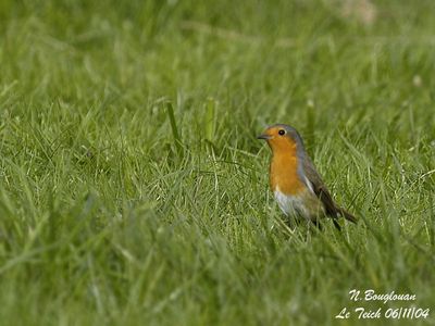 EUROPEAN ROBIN