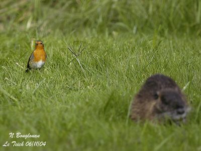 EUROPEAN-ROBIN - ERITHACUS RUBECULA - ROUGEGORGE FAMILIER