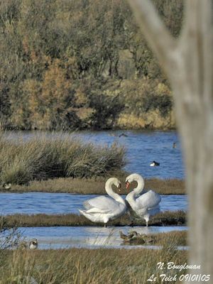 MUTE SWAN - CYGNUS OLOR - CYGNE TUBERCULE