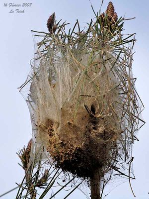 PINE PROCESSIONARY - Thaumetopoea pityocampa