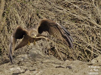 BLACK KITE - MILVUS MIGRANS - MILAN NOIR